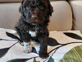 Lagotto Romagnolo - šuniukai su Fci kilmės dok - nuotraukos Nr. 7