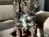 Lagotto Romagnolo - šuniukai su Fci kilmės dok - nuotraukos Nr. 3