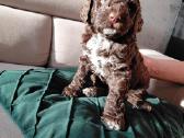 Lagotto Romagnolo - šuniukai su Fci kilmės dok - nuotraukos Nr. 8