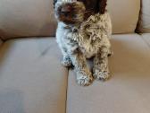 Lagotto Romagnolo - šuniukai su Fci kilmės dok - nuotraukos Nr. 5