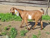 Grynaveisliai Anglo Nubians ožiukai - nuotraukos Nr. 5
