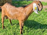 Grynaveisliai Anglo Nubians ožiukai - nuotraukos Nr. 4