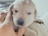 Kilmingi Labradoro retriverių šuniukai - nuotraukos Nr. 9