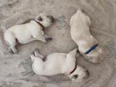 Kilmingi Labradoro retriverių šuniukai - nuotraukos Nr. 10
