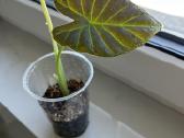 Alocasia Regal Shields - nuotraukos Nr. 2