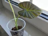 Alocasia Regal Shields - nuotraukos Nr. 3