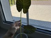 Alocasia Regal Shields - nuotraukos Nr. 4