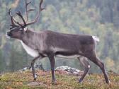 Šiaurinio elnio ragai ant dekoratyvaus pakabinimo - nuotraukos Nr. 7