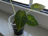 Alocasia Regal Shields - nuotraukos Nr. 2
