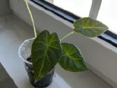 Alocasia Regal Shields - nuotraukos Nr. 3