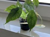 Alocasia heterophylla Dragon's Breath - nuotraukos Nr. 3