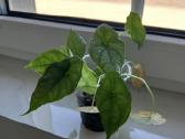 Alocasia heterophylla Dragon's Breath - nuotraukos Nr. 4