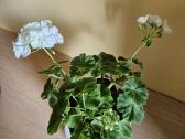 Pelargonija - nuotraukos Nr. 2