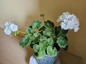 Pelargonija - nuotraukos Nr. 3