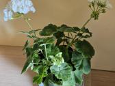 Pelargonija - nuotraukos Nr. 4