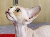Devon Rex kačiukai - nuotraukos Nr. 2