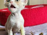 Devon Rex kačiukai - nuotraukos Nr. 5