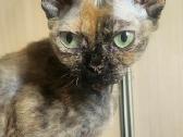 Devon Rex kačiukai - nuotraukos Nr. 6