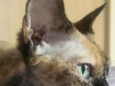 Devon Rex kačiukai - nuotraukos Nr. 7