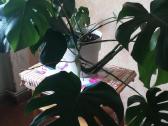 Monstera - nuotraukos Nr. 2