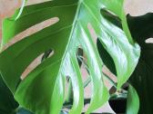 Monstera - nuotraukos Nr. 3