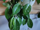 Hoya Carnosa Splash - nuotraukos Nr. 2