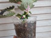 Margeniai (Coleus) - nuotraukos Nr. 3