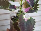 Margeniai (Coleus) - nuotraukos Nr. 2