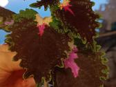 Margeniai (Coleus) - nuotraukos Nr. 5