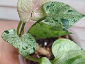 Syngonium Grey ghost- 7Eur - nuotraukos Nr. 3