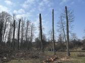 Avarinių medžių pjovimas, gyvatvorių formavimas - nuotraukos Nr. 17
