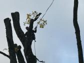 Avarinių medžių pjovimas, gyvatvorių formavimas - nuotraukos Nr. 19