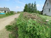 Avarinių medžių pjovimas, gyvatvorių formavimas - nuotraukos Nr. 24