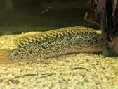 Parduodama žuvis Channa asiatica blue tenmoku - nuotraukos Nr. 3