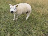 Texel veislės avinas - nuotraukos Nr. 2