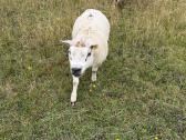 Texel veislės avinas - nuotraukos Nr. 3