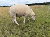 Texel veislės avinas - nuotraukos Nr. 4