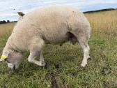 Texel veislės avinas - nuotraukos Nr. 5