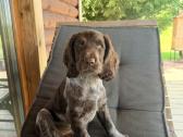 Vokiečių spanieliai (wachtelhund) šuniukai - nuotraukos Nr. 4