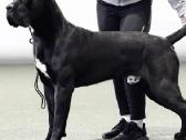 Cane Corso šuniukai su kilmės dokumentais - nuotraukos Nr. 6