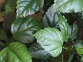 Gyvas augalas - nuotraukos Nr. 2