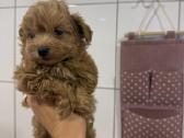 Maltipoo - nuotraukos Nr. 2