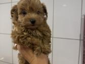 Maltipoo - nuotraukos Nr. 3