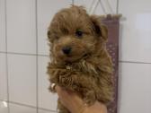 Maltipoo - nuotraukos Nr. 4
