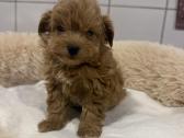 Maltipoo - nuotraukos Nr. 5
