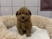 Maltipoo - nuotraukos Nr. 6