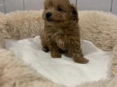 Maltipoo - nuotraukos Nr. 7