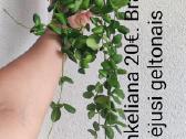 Kambariniai augalai - nuotraukos Nr. 5