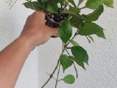 Kambariniai augalai - nuotraukos Nr. 30