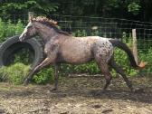 Apaloosa kumelė 3 m. - nuotraukos Nr. 5